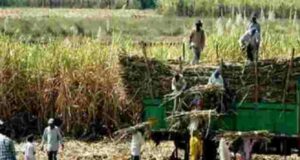 A 3-year-old boy was found dead under a sugarcane tractor