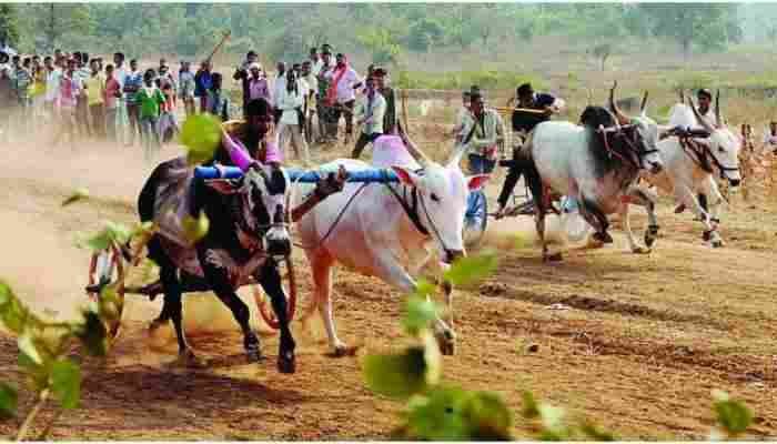 young man died after a wheel fell off his body during a bullock cart race Accident