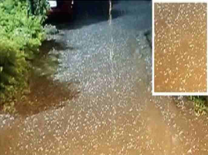 Unseasonal rains in Sangamner taluka Hail