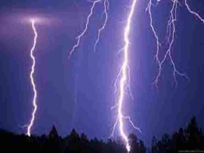 Kotul News Buffaloes were killed by lightning