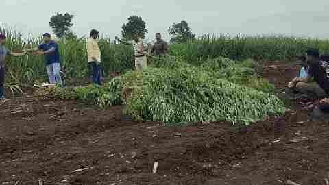 Cultivation of ganja in sugarcane fields, Raid seizure of ganja worth 12 lakhs