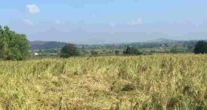 thousands of farmers in Ahmednagar district have been affected by Unseasonable Rain