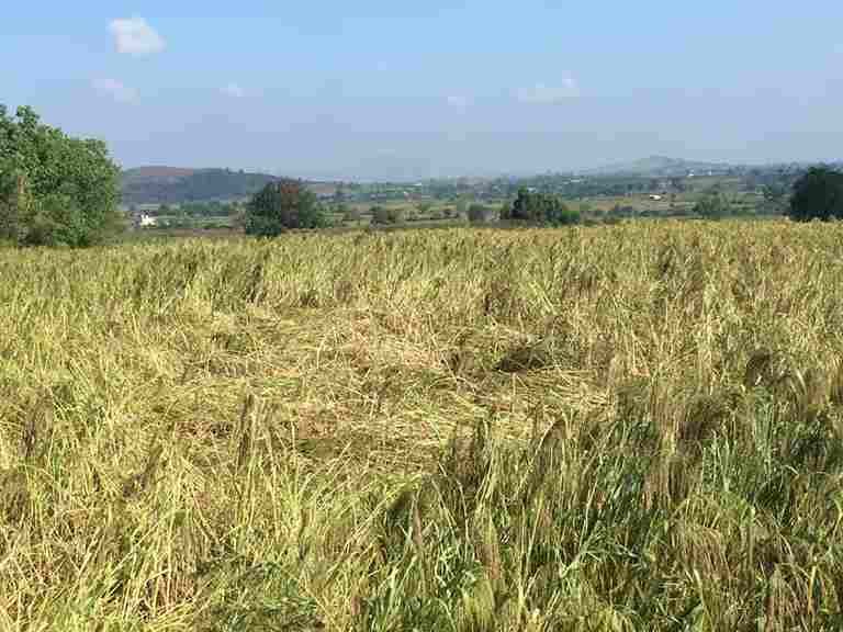 thousands of farmers in Ahmednagar district have been affected by Unseasonable Rain