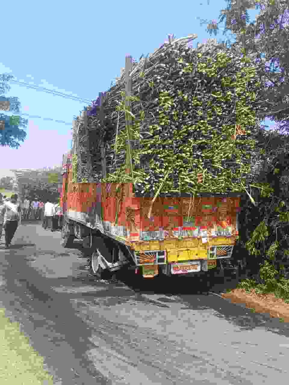 sugarcane truck collided with a power line, causing the truck to burst into flames, killing the driver