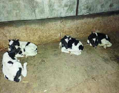 Rescue of 14 bovine animals from slaughter, crime against one