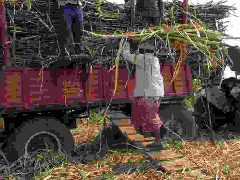 Ahmednagar woman dies after sugarcane plant falls on her body