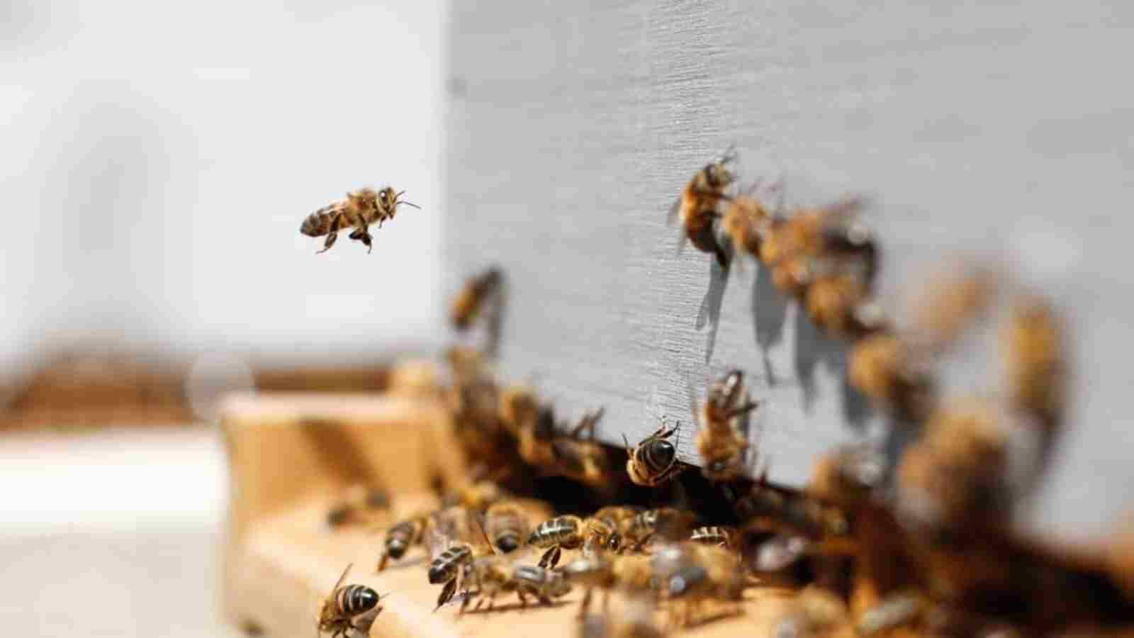 13 tourists injured in bee attack