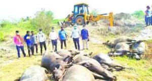 9 buffaloes died due to electric Shock
