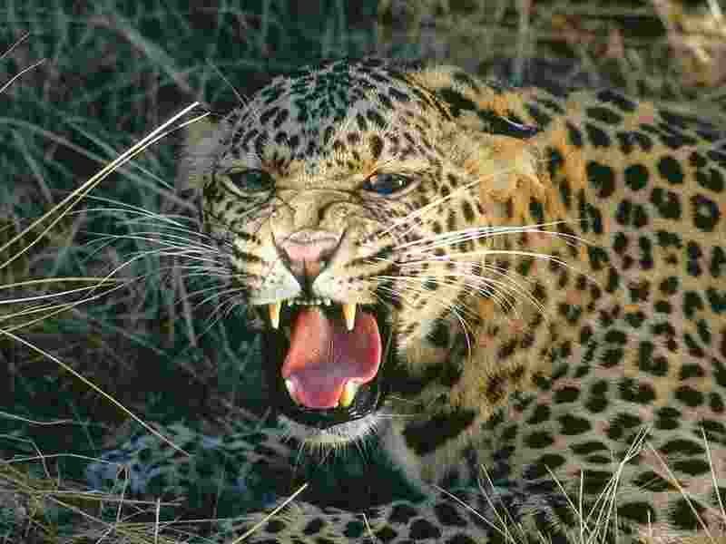 two-year-old girl died on the spot after being attacked by a leopard
