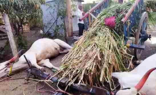 current fell into the water, the bullock cart went, and both the bullocks fell