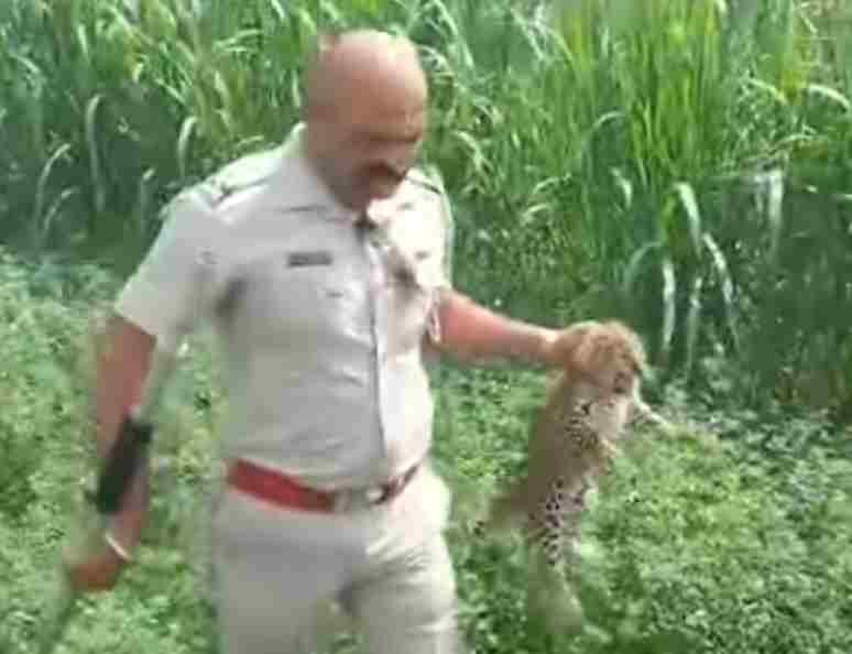 Leopard attacks two people, two injured