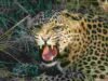 Leopard dragged a 9-year-old child in front of his parents