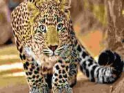 Seven goats killed in leopard attack