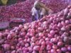 Big fall in onion prices