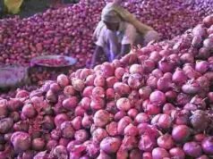 Big fall in onion prices