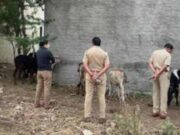 Sangamner city police rescued nine cattle