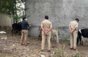 Sangamner city police rescued nine cattle