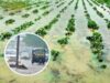 Unseasonal rains destroy crops, summer onion