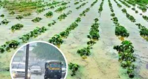 Unseasonal rains destroy crops, summer onion