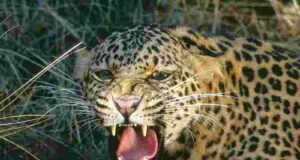 Bibatya drags four-year-old girl to field, kills her in front of her mother