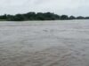 Heavy rain in Bhandardara Waki, Pimpalgaon Khand overflow, Godavari flows