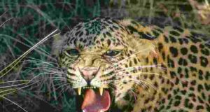 farmer bent down to cut the guinea grass and was attacked by a leopard