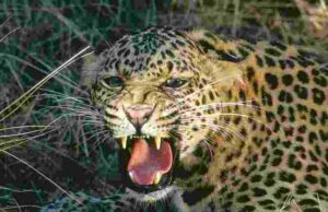 farmer bent down to cut the guinea grass and was attacked by a leopard