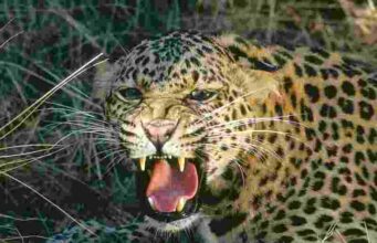 farmer bent down to cut the guinea grass and was attacked by a leopard