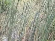 Police were informed about the body, but they left