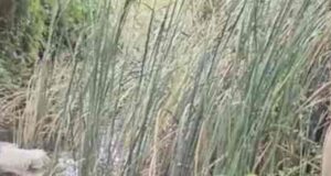 Police were informed about the body, but they left