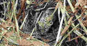 children picked up the leopard cub, mistaking it for a kitten
