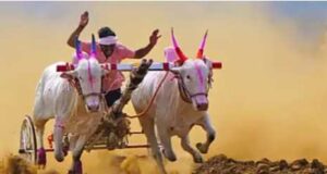 Spectator dies after being hit by bullock cart during race