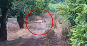 After the leopard, now the lion is on the move