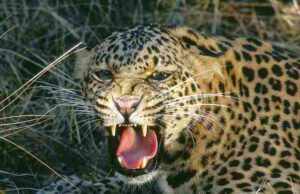 Three leopards captured in four days in Devthan