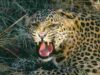 Woman dies after leopard attacks sugarcane field