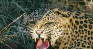 Woman dies after leopard attacks sugarcane field