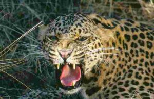 Woman dies after leopard attacks sugarcane field
