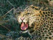 Sugarcane harvesters create a stir after seeing a leopard